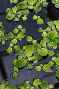 Preview wallpaper lily pads, leaves, plants, drops, water