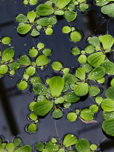 Preview wallpaper lily pads, leaves, plants, drops, water