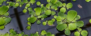 Preview wallpaper lily pads, leaves, plants, drops, water