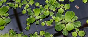 Preview wallpaper lily pads, leaves, plants, drops, water