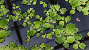 Preview wallpaper lily pads, leaves, plants, drops, water