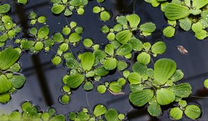 Preview wallpaper lily pads, leaves, plants, drops, water