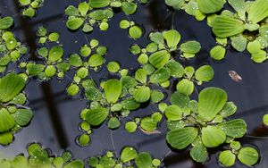 Preview wallpaper lily pads, leaves, plants, drops, water