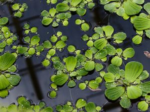 Preview wallpaper lily pads, leaves, plants, drops, water