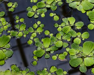 Preview wallpaper lily pads, leaves, plants, drops, water