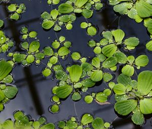 Preview wallpaper lily pads, leaves, plants, drops, water