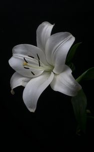 Preview wallpaper lily, petals, flower, white, pollen, macro