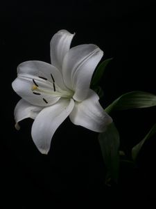 Preview wallpaper lily, petals, flower, white, pollen, macro