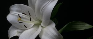 Preview wallpaper lily, petals, flower, white, pollen, macro