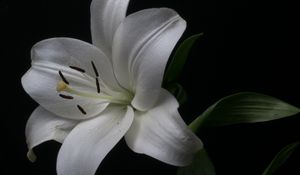 Preview wallpaper lily, petals, flower, white, pollen, macro