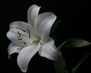 Preview wallpaper lily, petals, flower, white, pollen, macro