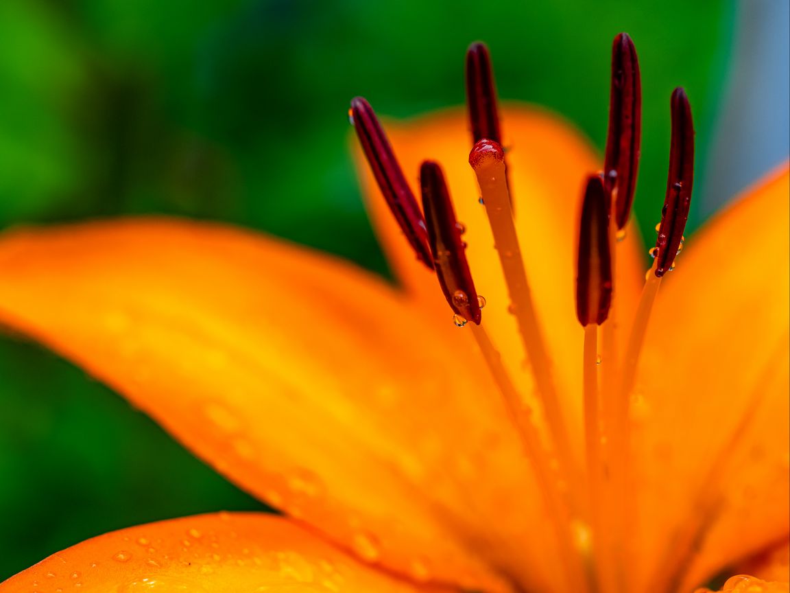 1152x864 Wallpaper lily, petals, flower, drops, macro, orange