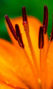 Preview wallpaper lily, petals, flower, drops, macro, orange