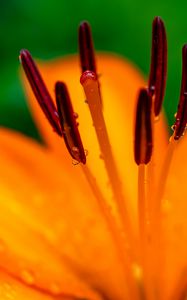 Preview wallpaper lily, petals, flower, drops, macro, orange