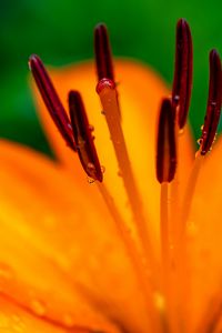 Preview wallpaper lily, petals, flower, drops, macro, orange