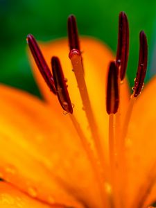 Preview wallpaper lily, petals, flower, drops, macro, orange