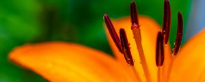 Preview wallpaper lily, petals, flower, drops, macro, orange
