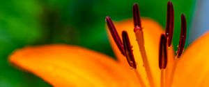 Preview wallpaper lily, petals, flower, drops, macro, orange