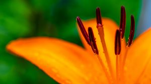 Preview wallpaper lily, petals, flower, drops, macro, orange