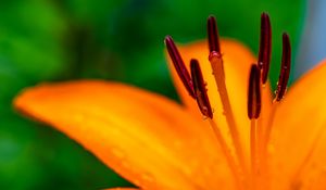 Preview wallpaper lily, petals, flower, drops, macro, orange