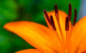 Preview wallpaper lily, petals, flower, drops, macro, orange