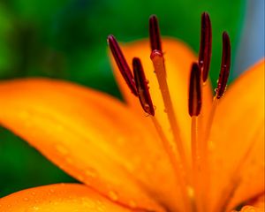 Preview wallpaper lily, petals, flower, drops, macro, orange