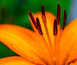 Preview wallpaper lily, petals, flower, drops, macro, orange