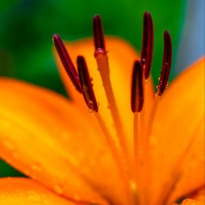 Preview wallpaper lily, petals, flower, drops, macro, orange