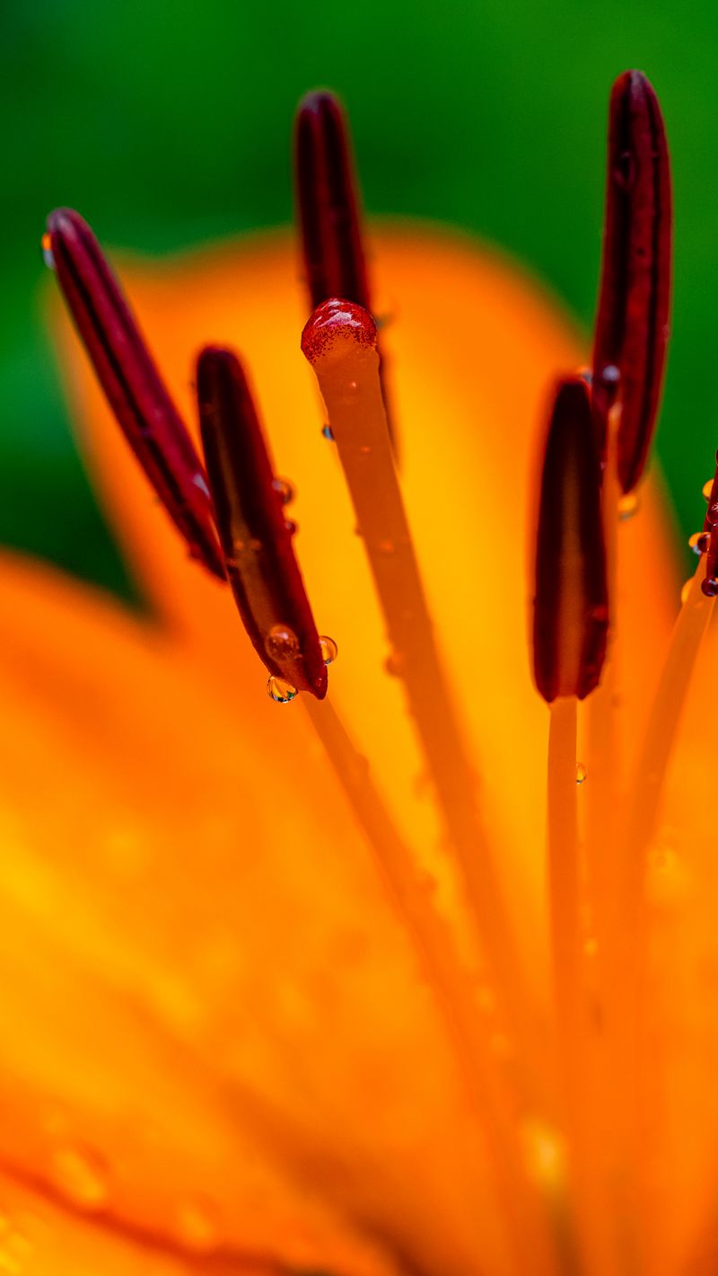 800x1420 Wallpaper lily, petals, flower, drops, macro, orange