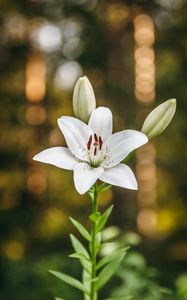 Preview wallpaper lily, petals, flower, macro, white