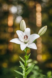 Preview wallpaper lily, petals, flower, macro, white