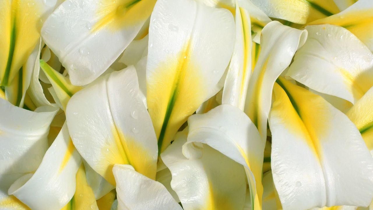 Wallpaper lily, petals, white, drops