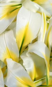 Preview wallpaper lily, petals, white, drops