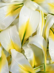 Preview wallpaper lily, petals, white, drops