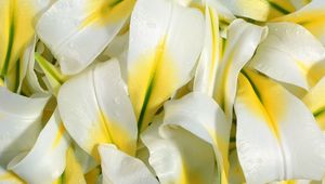 Preview wallpaper lily, petals, white, drops