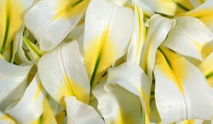 Preview wallpaper lily, petals, white, drops