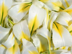 Preview wallpaper lily, petals, white, drops