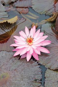 Preview wallpaper lily, pink, leaves, water, swamp, beauty