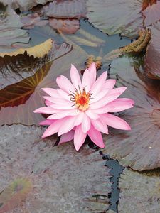 Preview wallpaper lily, pink, leaves, water, swamp, beauty