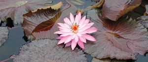 Preview wallpaper lily, pink, leaves, water, swamp, beauty