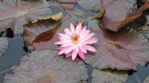 Preview wallpaper lily, pink, leaves, water, swamp, beauty
