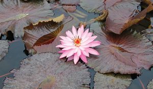 Preview wallpaper lily, pink, leaves, water, swamp, beauty