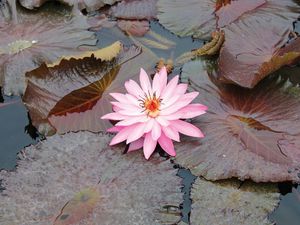 Preview wallpaper lily, pink, leaves, water, swamp, beauty