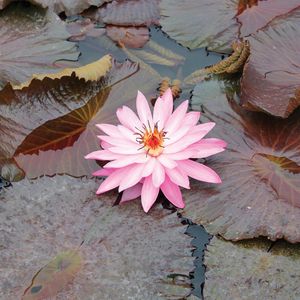 Preview wallpaper lily, pink, leaves, water, swamp, beauty