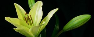 Preview wallpaper lily, plant, flower, bud