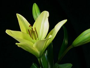 Preview wallpaper lily, plant, flower, bud
