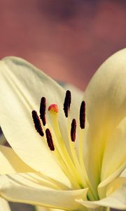 Preview wallpaper lily, plant, petals