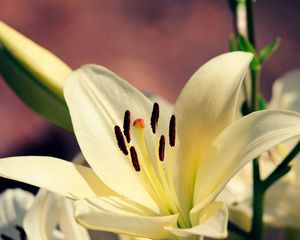 Preview wallpaper lily, plant, petals