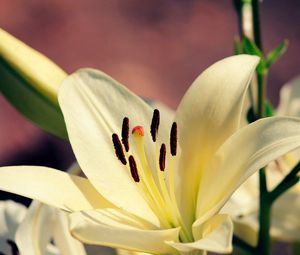 Preview wallpaper lily, plant, petals