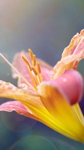 Preview wallpaper lily, plant, stamens, flower